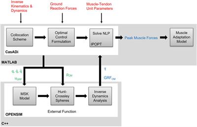 A novel computational framework for the estimation of internal musculoskeletal loading and muscle adaptation in hypogravity